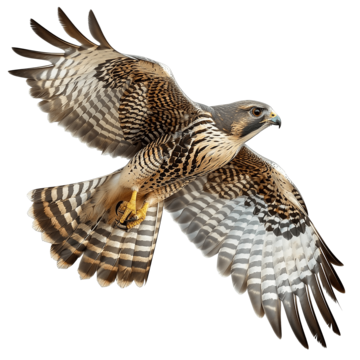Goshawk, Bird of the Azores